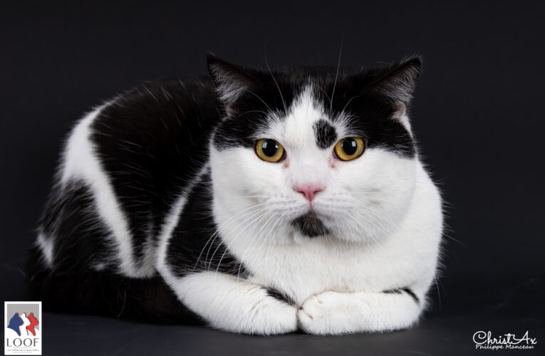SAKURA, Scottish Straight GRAND CHAMPION INTERNATIONAL LOOF
