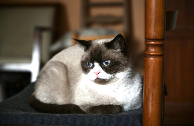 BONBON, Scottish Straight et maman de la tribu