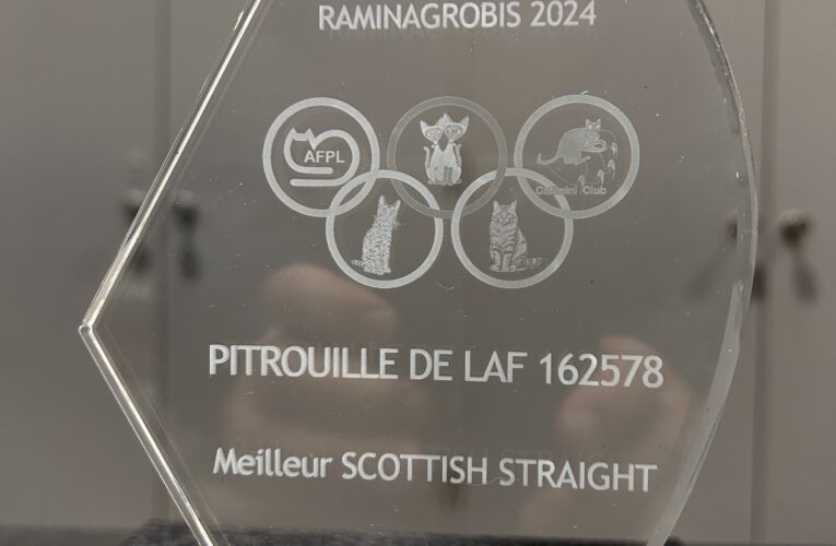 Café élu Meilleur Scottish Straight du trophée Raminagrobis 2024