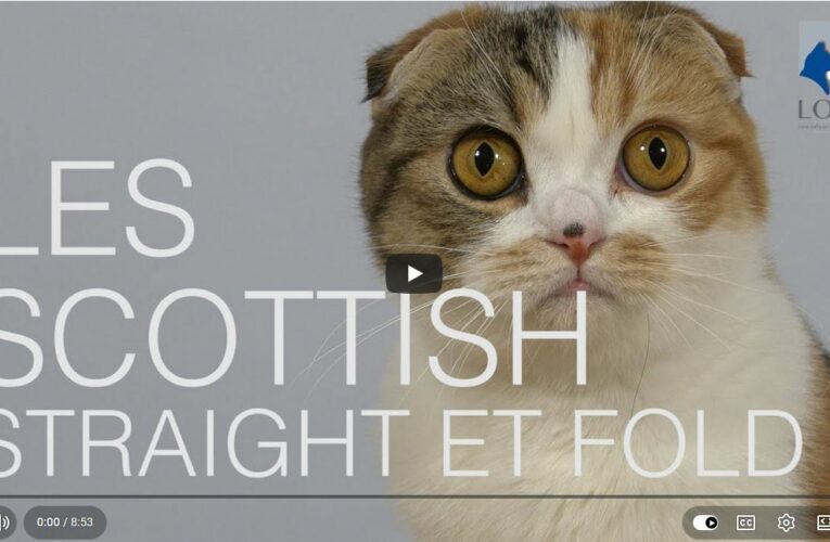 Connaitre les Scottish Straight et Fold
